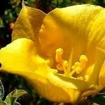 Fremontodendron californicum 花