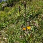 Crepis pontana Hàbitat