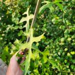 Lactuca floridana Blad