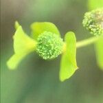 Euphorbia stricta Fruit