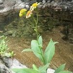 Doronicum corsicum Folha