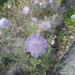 Scabiosa atropurpureaফুল