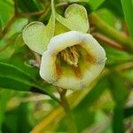 Trichodesma marsabiticum Flower