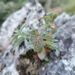 Paederota bonarota Fula
