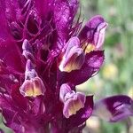 Melampyrum arvense Цветок