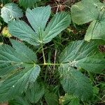 Imperatoria ostruthium Likasa