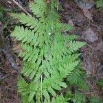Dryopteris intermedia Hoja