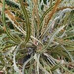 Banksia elderiana
