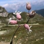 Silene uniflora Flower