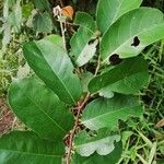 Cleistanthus ripicola Hoja