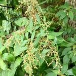 Gesnouinia arborea Flower