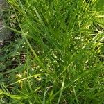 Carex muskingumensis ഇല