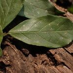 Cremaspora triflora Leaf