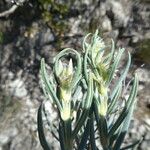 Helianthemum syriacum Žievė