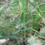 Lathyrus saxatilis Blatt