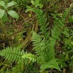 Dryopteris cristata Yaprak