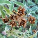 Cistus creticus Fruto