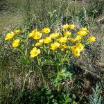 Ranunculus cortusifolius Flower