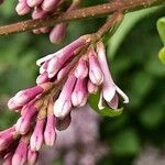 Syringa josikaea Flower