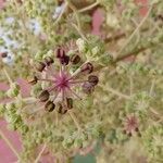 Aralia elata Λουλούδι