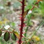 Rosa spinosissima Bark