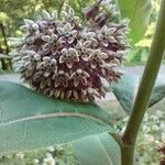 Asclepias syriacaΛουλούδι