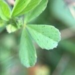 Trifolium dubium Blad