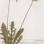 Hypochaeris radicata Sonstige