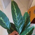 Calathea undulataЛист