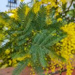 Acacia decurrens 葉