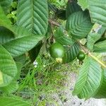 Psidium guajava Fruit