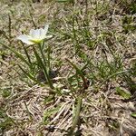 Ranunculus pyrenaeus Yeri