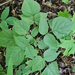 Hylodesmum glutinosum Leaf