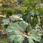 Gunnera tinctoriaLeaf