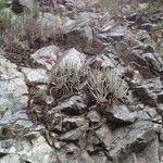 Dudleya densiflora Συνήθη χαρακτηριστικά