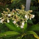 Solanum umbellatum Flower