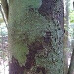 Licaria chrysophylla 樹皮