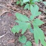 Sassafras albidum Leaf