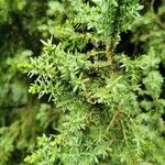 Juniperus drupacea Deilen