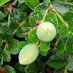 Carissa macrocarpa Fruit