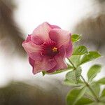 Allamanda blanchetii Flower