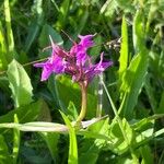 Anacamptis palustris Flor