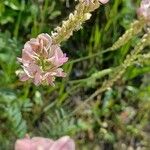 Onobrychis viciifoliaBloem