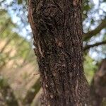 Acokanthera schimperi Rinde
