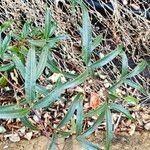 Searsia lancea Blatt