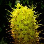 Eremurus stenophyllus Flower