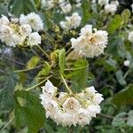 Dombeya pilosa Flower