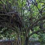 Dombeya burgessiae Bark