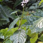 Pseuderanthemum latifolium Blatt