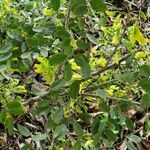 Diphysa americana ᱛᱟᱦᱮᱸ